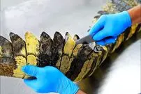 ببینید| غذای خیابانی در تایلند؛ تهیه ناگت با گوشت کروکودیل در بانکوک