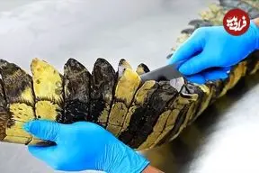 ببینید| غذای خیابانی در تایلند؛ تهیه ناگت با گوشت کروکودیل در بانکوک