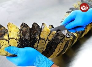 ببینید| غذای خیابانی در تایلند؛ تهیه ناگت با گوشت کروکودیل در بانکوک