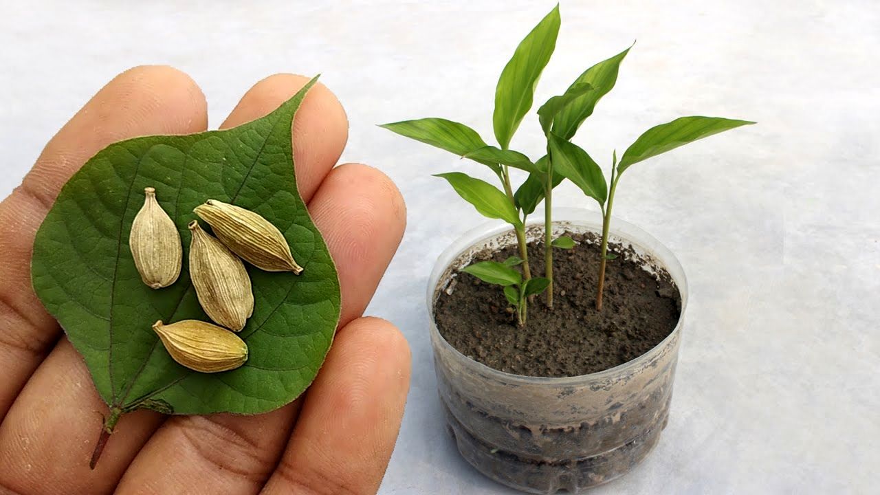 (ویدئو) چطور دانه هل را در گلدان بکاریم و پرورش دهیم؟