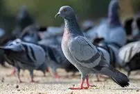 ببینید| خانه‌ای که پس از ۳ سال به تصرف صد‌ها کبوتر درآمد