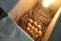 (ویدئو) مراحل ساخت دستگاه جوجه کشی ارزان و کم خرج با جعبه مقوایی