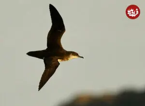 پرندگان هم دچار پرواززدگی می‌شوند!