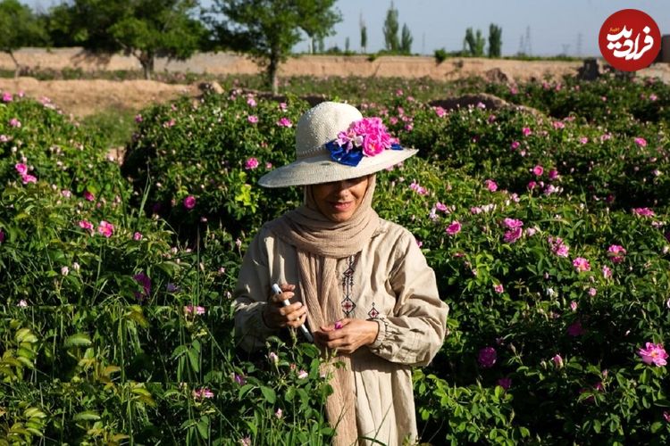 تصاویر؛ «فرُخد» نگین معطر خراسان