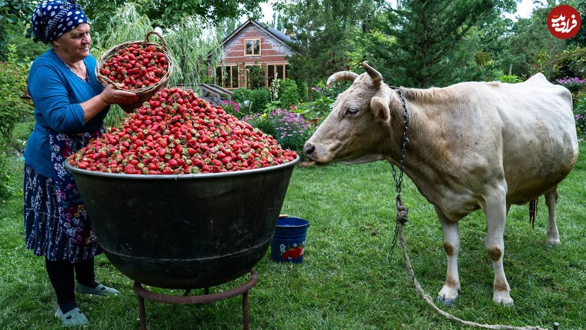 ببینید؛ غذای روستایی در آذربایجان؛ تهیه مربا و پخت کیک با توت فرنگی