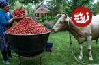 ببینید؛ غذای روستایی در آذربایجان؛ تهیه مربا و پخت کیک با توت فرنگی