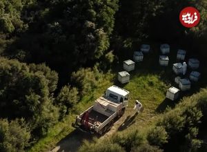 (ویدئو) فرایند پرورش زنبور عسل؛ مراحل برداشت و فرآوری عسل در کارگاه