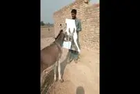 (ویدئو) واکنش جالب یک الاغ به دیدن تصویر خودش در آینه