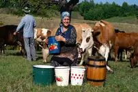 (ویدئو) تهیه پنیر محلی با 40 کیلو شیر به روش بانوی مسن روستایی آذربایجانی