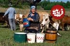 (ویدئو) تهیه پنیر محلی با 40 کیلو شیر به روش بانوی مسن روستایی آذربایجانی