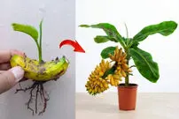 (ویدئو) چگونه با کمک میوه موز، در خانه درخت موز پرورش دهیم؟