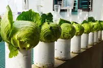 (ویدئو) پرورش کلم در بطری‌ پلاستیکی: راهی برای کشت سبزیجات در خانه