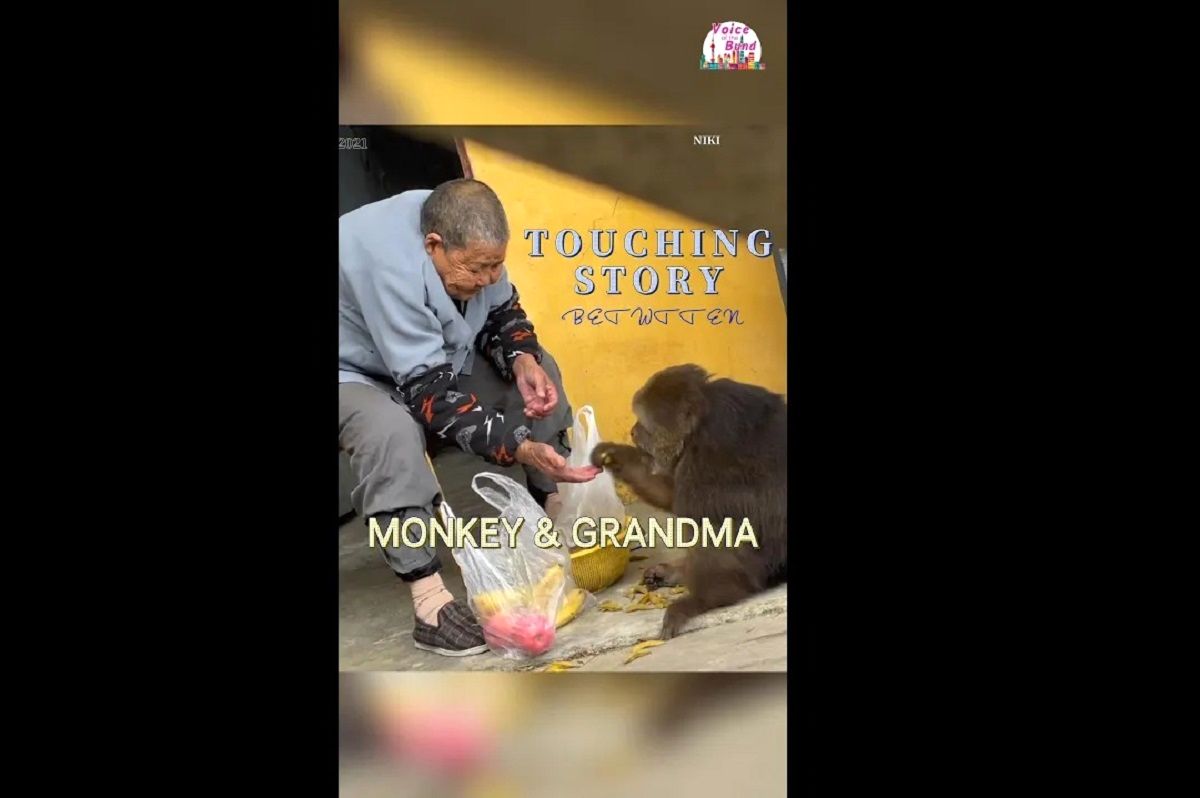 (ویدئو) رابطه مادر فرزندی باورنکردنی این مادربزرگ مهربان و یک میمون