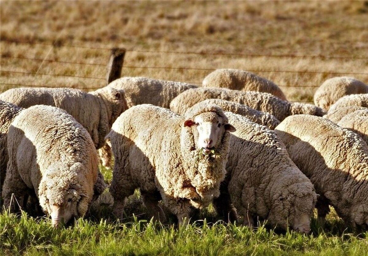 (تصویر) واردات گوسفند از استرالیا در فرودگاه مهرآباد!
