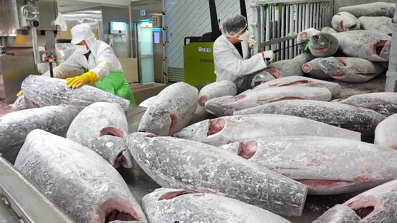 (ویدئو) نحوه برش و بسته بندی هزاران کیلوگرم ماهی تن بزرگ در کارخانه