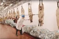 (ویدئو) نحوه برداشت پشم گوسفند؛ فرایند فراوری پشم گوسفند در یک کارخانه مدرن از نمای نزدیک