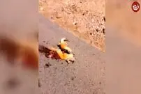(ویدیو) تلاش غم‌ انگیز یک مارمولک برای بلند کردن هم‌ نوع جان‌ باخته‌اش