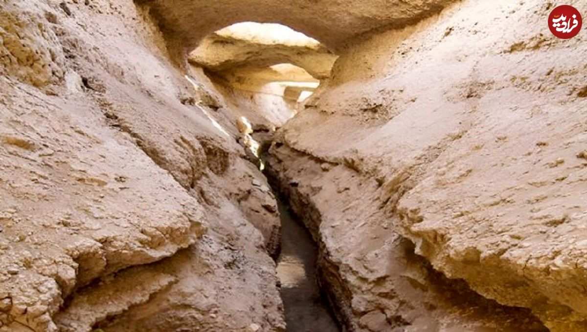 سرو ابرکوه خشک می شود؟ ماجرای خشکی قناتی که سرو ابرکوه را آب می داد