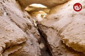 سرو ابرکوه خشک می شود؟ ماجرای خشکی قناتی که سرو ابرکوه را آب می داد