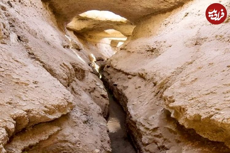 سرو ابرکوه خشک می شود؟ ماجرای خشکی قناتی که سرو ابرکوه را آب می داد