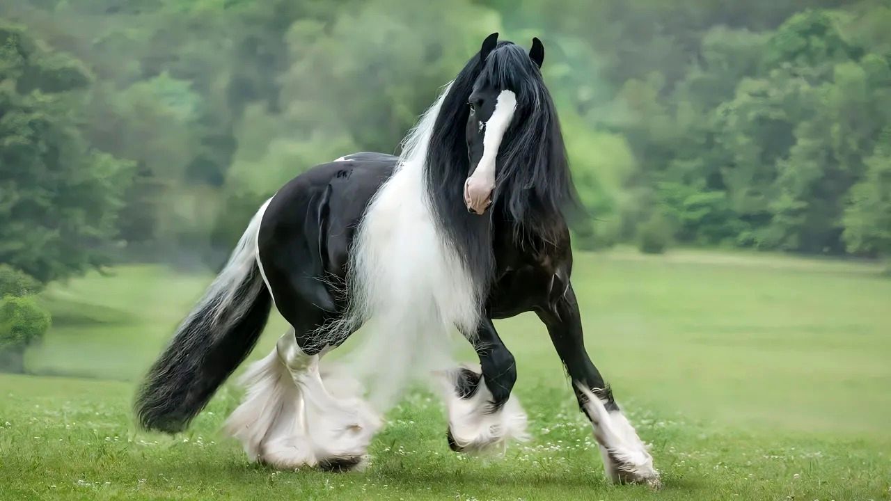 (ویدئو) زیبایی این 10 اسب، آن ها را به گران‌ترین اسب‌های جهان تبدیل کرد