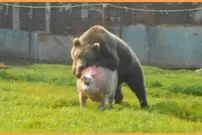 (ویدئو) 15 لحظه هولناک از حمله خرس ها به دیگر موجودات