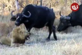 ببینید| بوفالوها جلوی کشته شدن یک شیر نر را گرفتند!