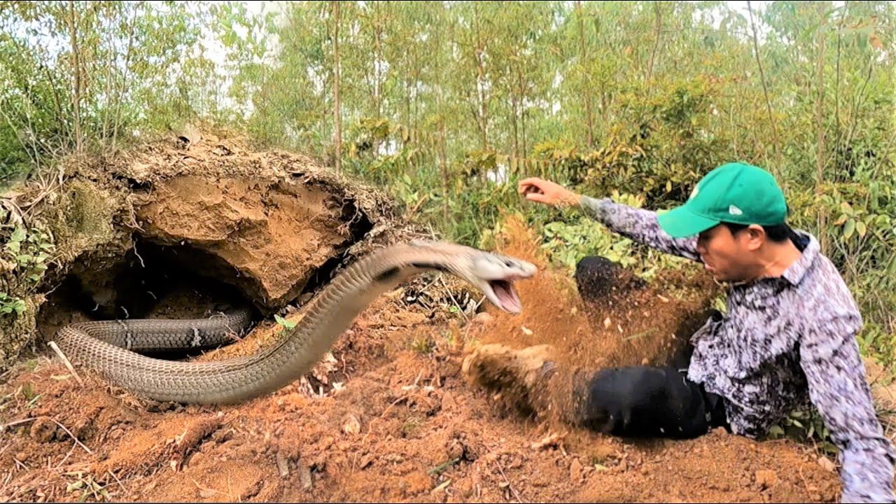 (ویدئو) مهارت دو شکارچی ویتنامی در زنده گیری 4 مار کبرای سمی و کمیاب از زیر زمین