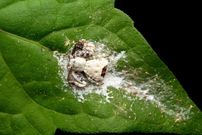 جانوری که خودش را شبیه «مدفوع پرنده» می‌کند