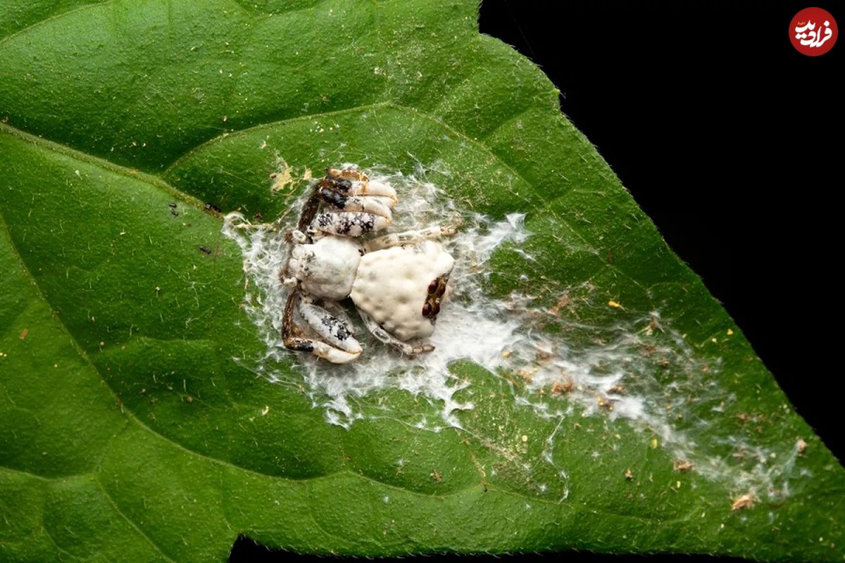 جانوری که خودش را شبیه «مدفوع پرنده» میکند