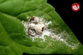 جانوری که خودش را شبیه «مدفوع پرنده» می‌کند