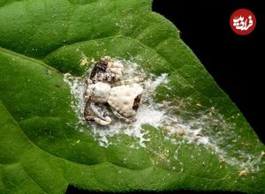 جانوری که خودش را شبیه «مدفوع پرنده» می‌کند