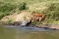 ببینید| شیرها یک گورخر را از تمساح‌ها دزدید