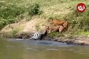 ببینید| شیرها یک گورخر را از تمساح‌ها دزدید