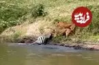 ببینید| شیرها یک گورخر را از تمساح‌ها دزدید