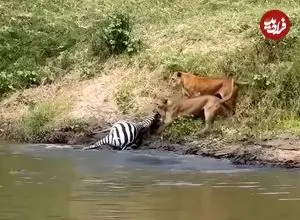 ببینید| شیرها یک گورخر را از تمساح‌ها دزدید