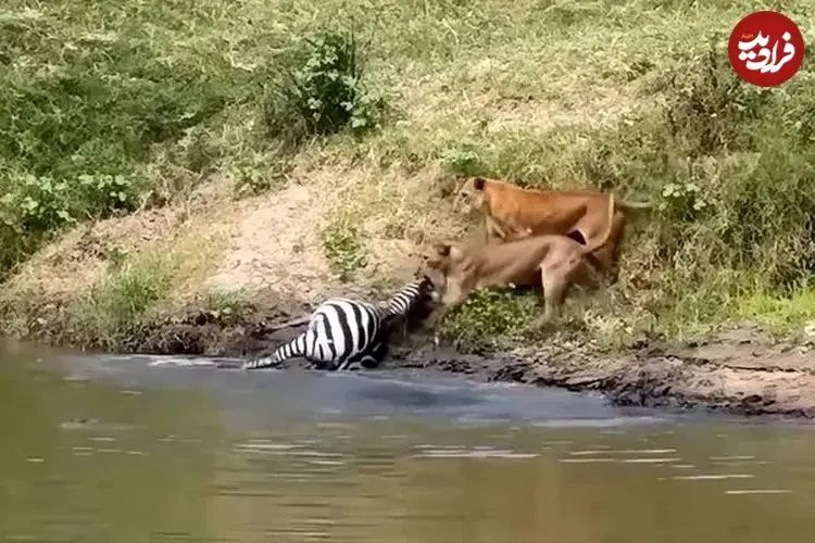 ببینید| شیرها یک گورخر را از تمساح‌ها دزدید