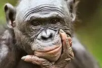 آزمایش جالب محققان نشان داد: میمون‌ها مانند انسان‌ها توانایی تخیل دارند