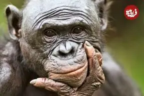 آزمایش جالب محققان نشان داد: میمون‌ها مانند انسان‌ها توانایی تخیل دارند