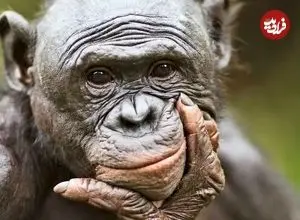 آزمایش جالب محققان نشان داد: میمون‌ها مانند انسان‌ها توانایی تخیل دارند