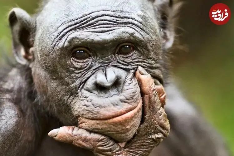 آزمایش جالب محققان نشان داد: میمون‌ها مانند انسان‌ها توانایی تخیل دارند