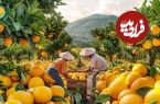 ببینید؛ مراحل کاشت، برداشت و فرآوری هزاران تن مرکبات در باغات آمریکا