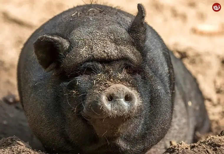 تصاویر؛ «بدقیافه‌ترین» حیوانات جهان را بشناسید