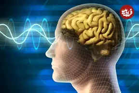 رایانه‌هایی که با سلول‌های مغز انسان کار می‌کنند