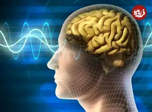 رایانه‌هایی که با سلول‌های مغز انسان کار می‌کنند