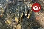آنچه که در ابتدا یک سنگ عجیب به نظر می‌رسید، «دندان ماستودون» از آب درآمد