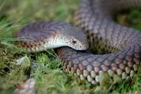 کشف «مدفوع» فردی که 1500 سال قبل یک «مار» را به طور کامل خورده بود