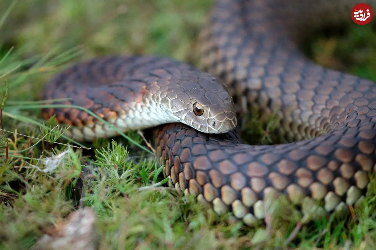 کشف «مدفوع» فردی که 1500 سال قبل یک «مار» را به طور کامل خورده بود