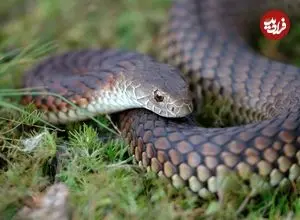 کشف «مدفوع» فردی که 1500 سال قبل یک «مار» را به طور کامل خورده بود