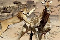 ( ویدیو) له شدن شیر، زیر دست و پای زرافه 